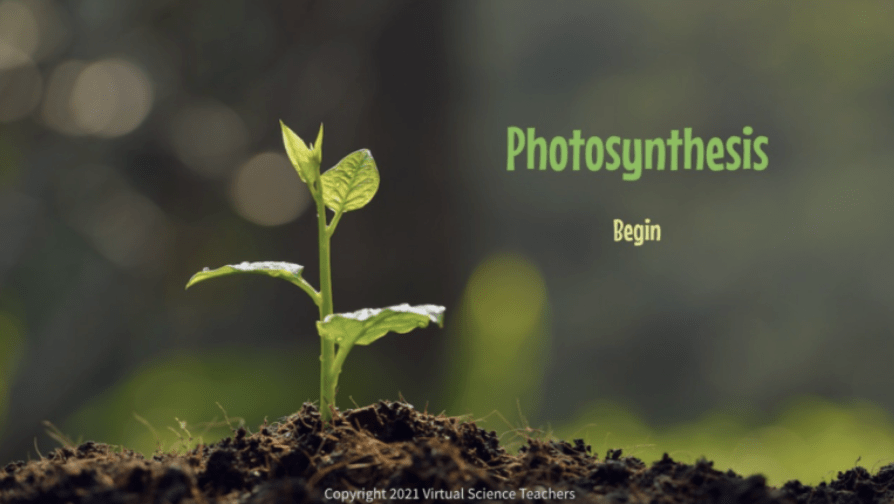 Photosynthesis Interactive