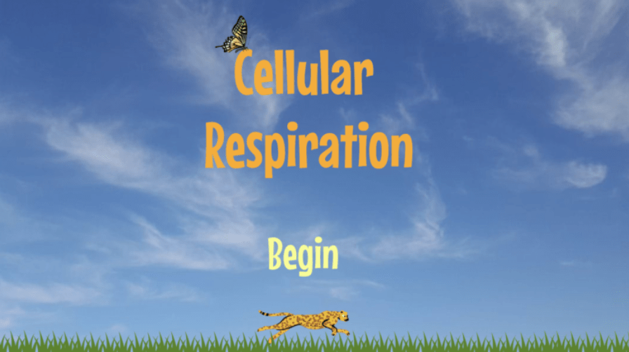 Cellular Respiration