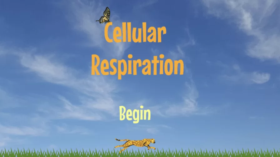 Cellular Respiration