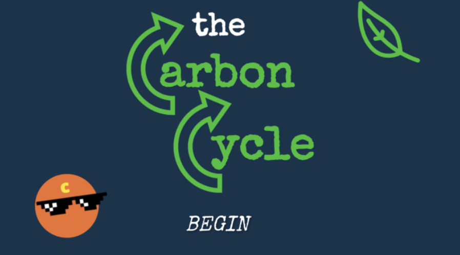 The Carbon Cycle