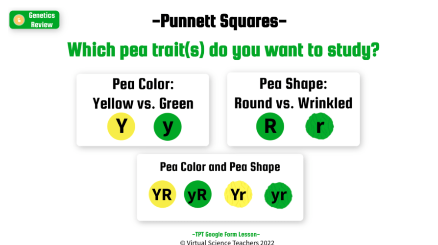 Punnett Squares