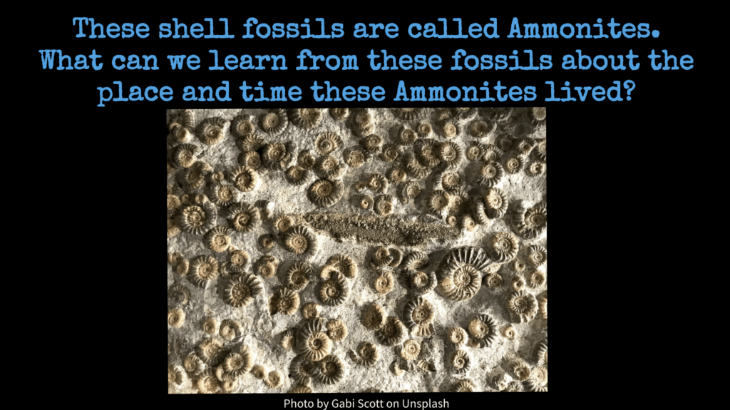 Ammonite Fossils