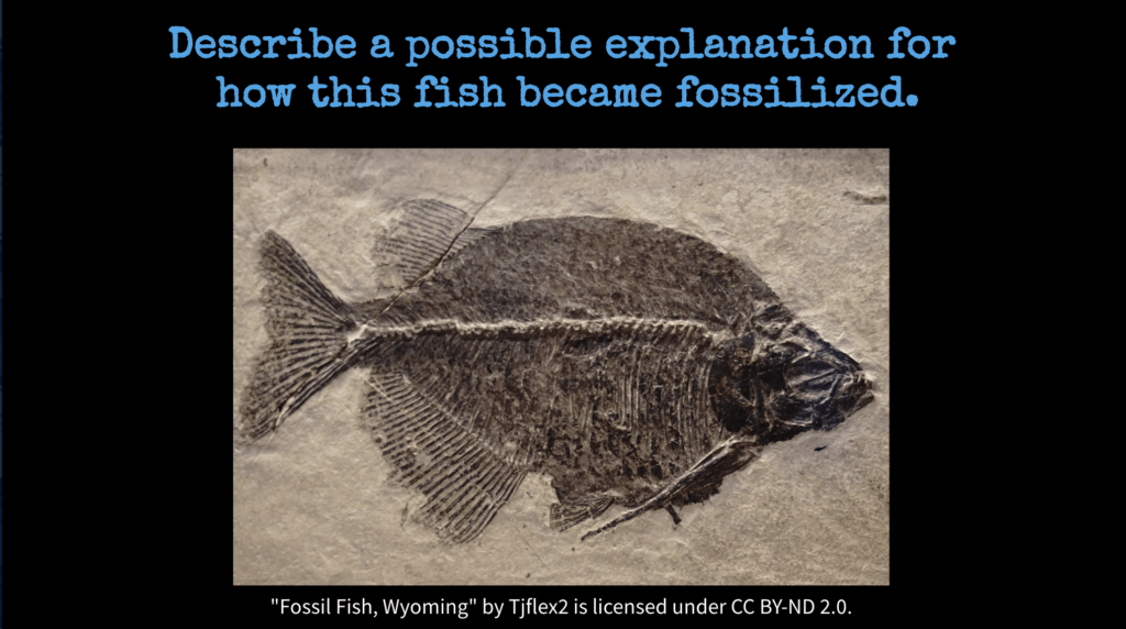 Fossilized Fish