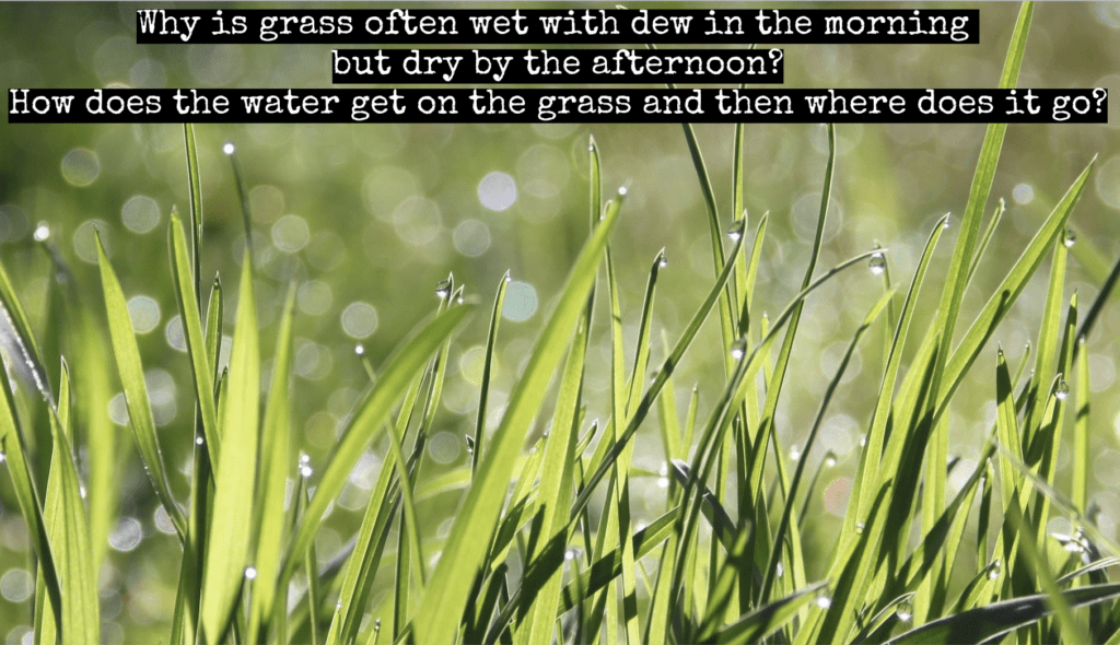 Dew on Grass