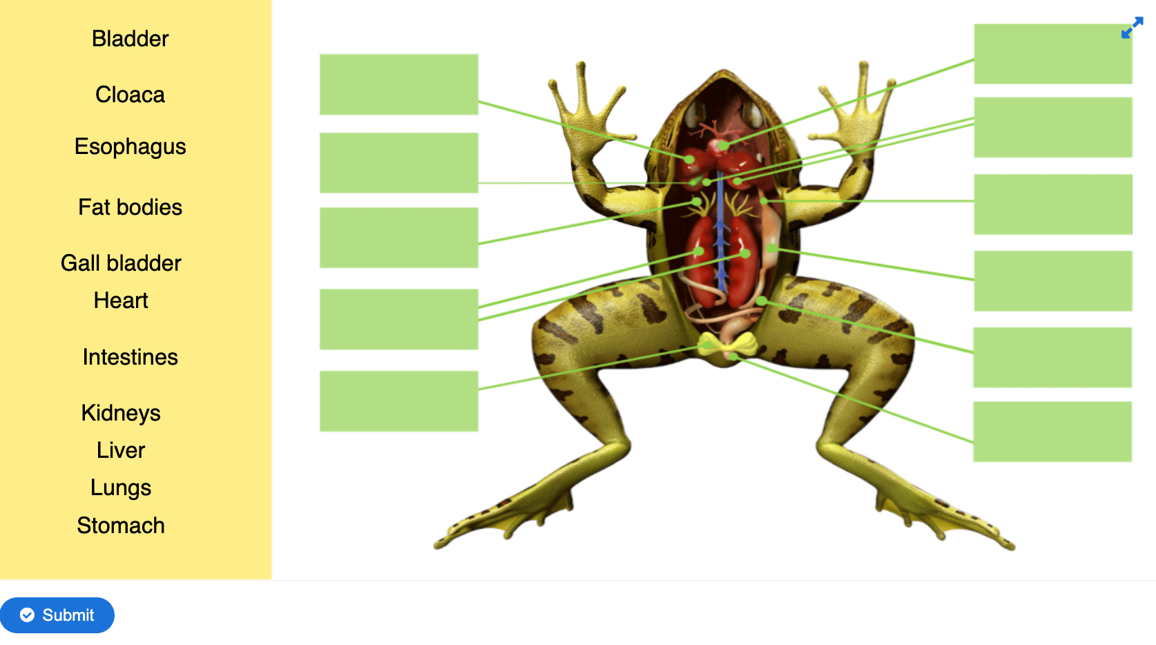 Frog Anatomy