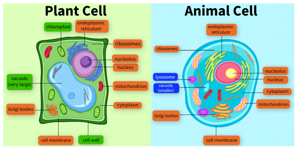 Model of Plant Cell and Animal Cell