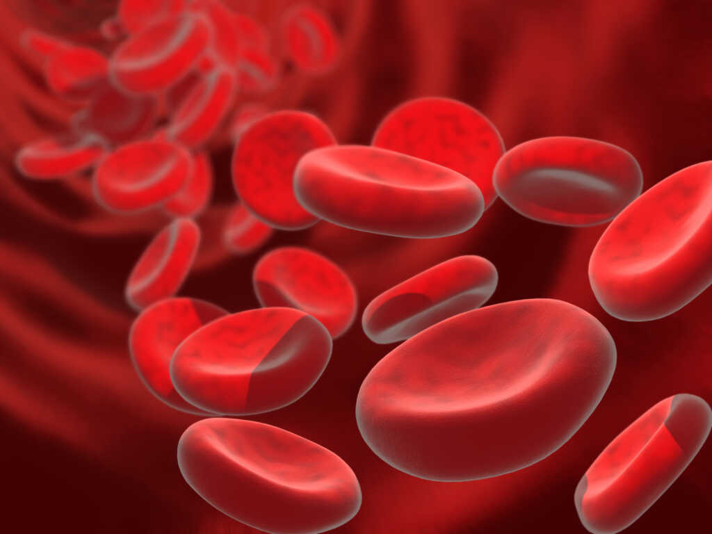 Red Blood Cells