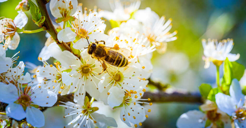 Close-up photo of a Honey Bee gathering nectar and