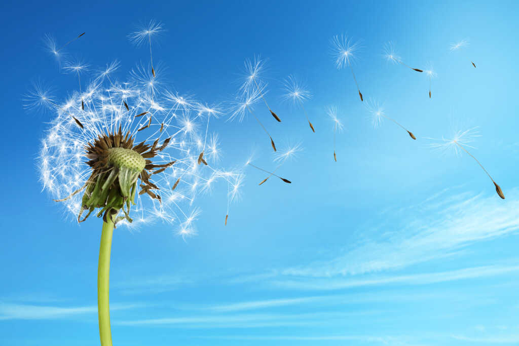 Beautiful puffy dandelion and flying seeds against blue sky on sunny day