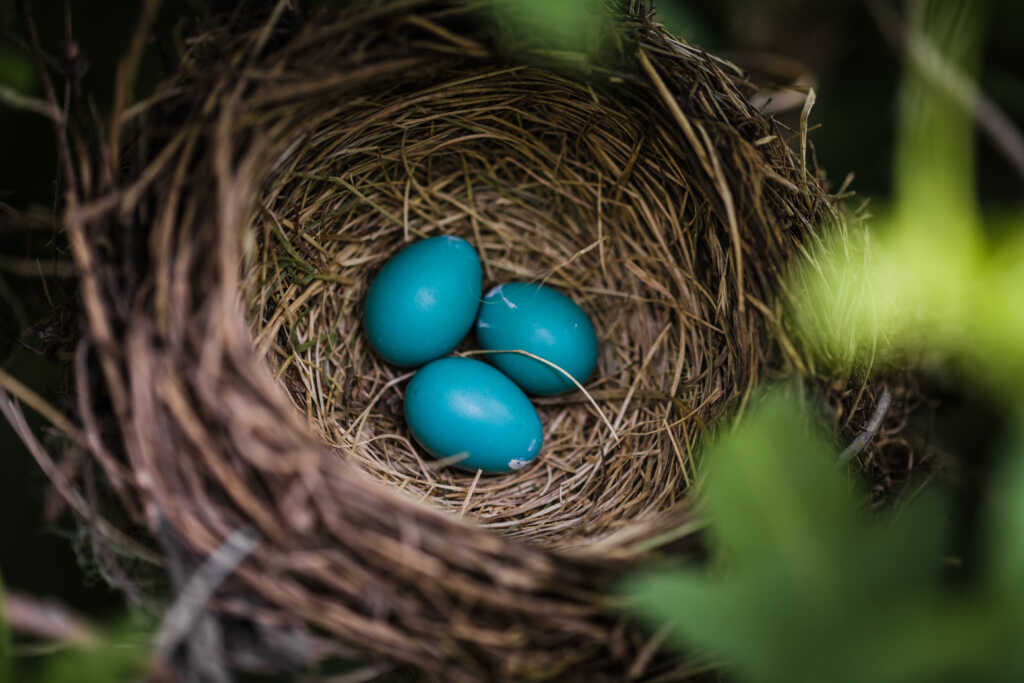 Close-up of Blue Robin Eggs in a Nest in a Tree