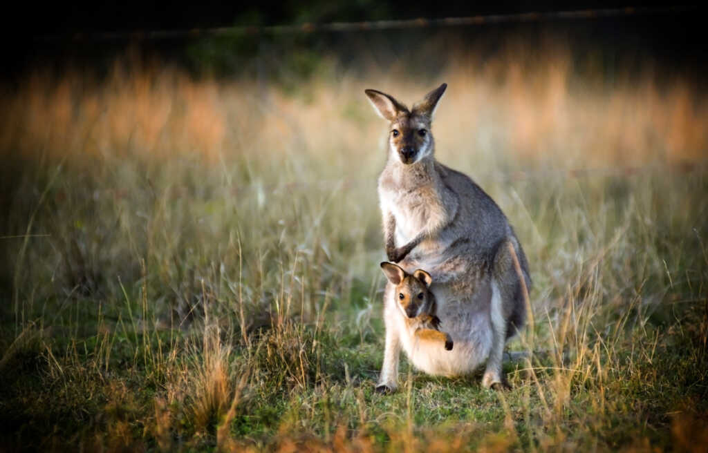 Kangaroo and Joey