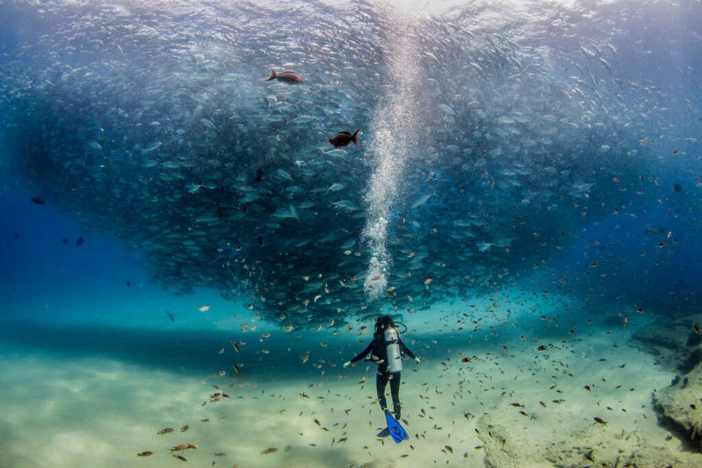 School of thousands of fish