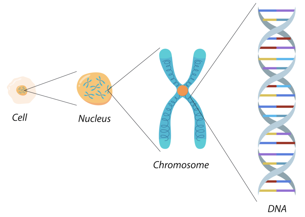 Cell, Nucleus, Chromosome, DNA