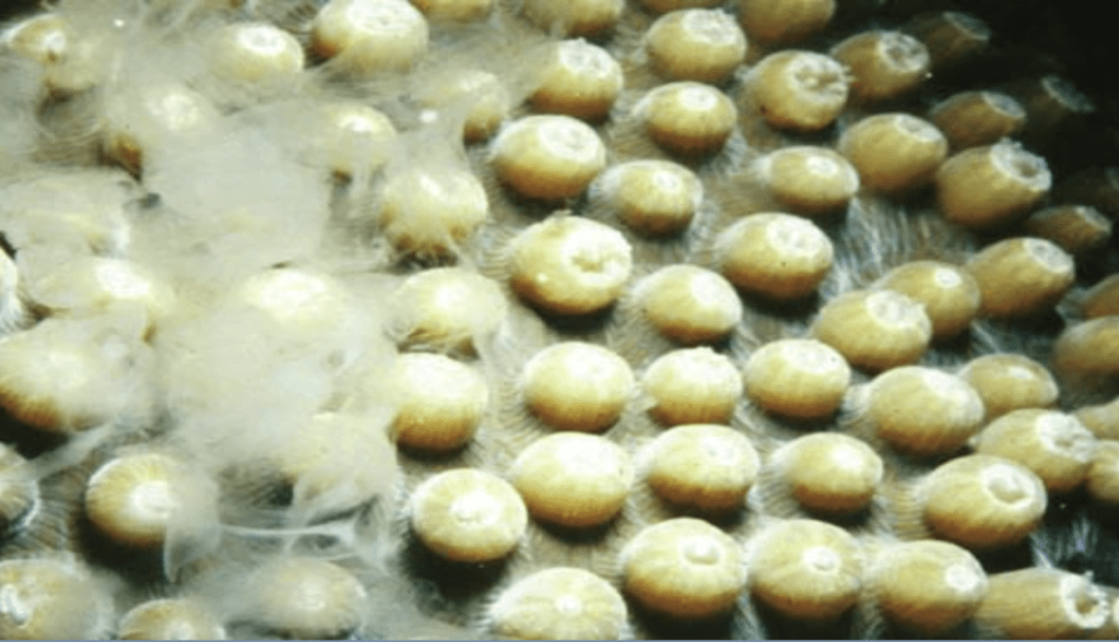 Here a coral with polyps exposed releases sperm into the water