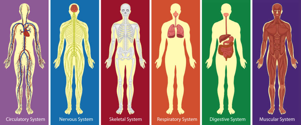 Different systems of human body diagram illustration