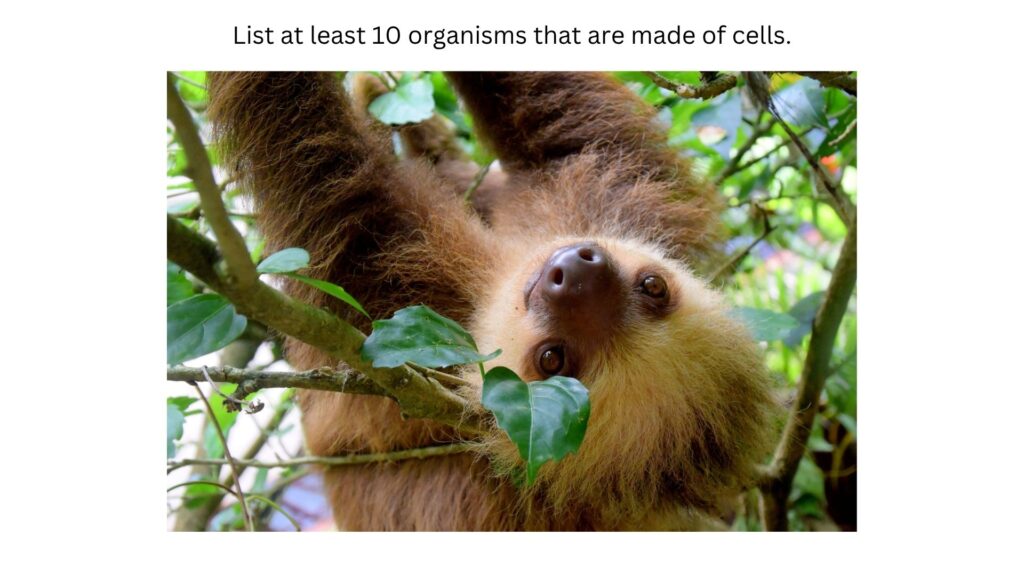 List at least 10 organisms that are made of cells