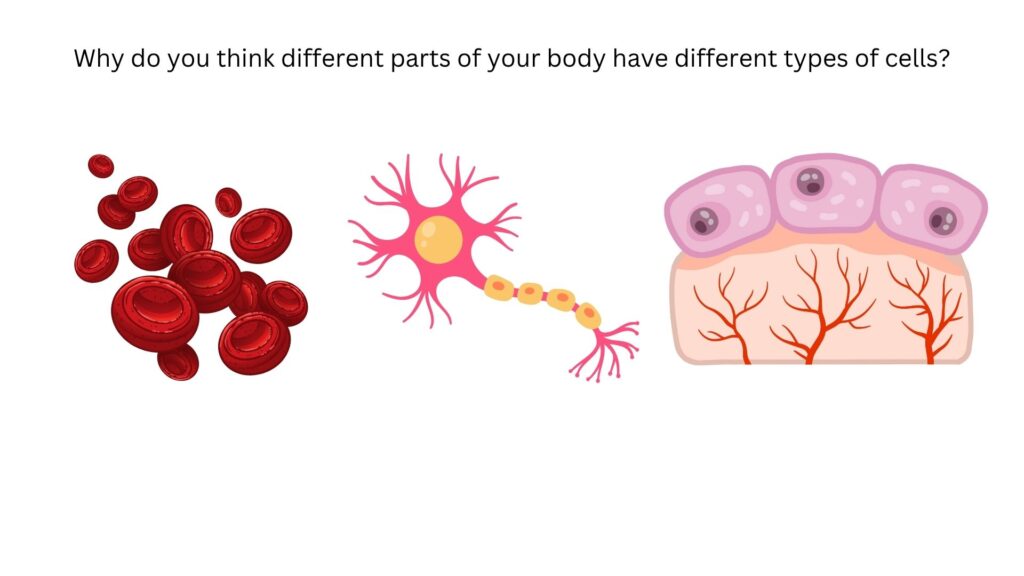 Blood cells, never cell, and skin cell: Why do you think different parts of your body have different types of cells?