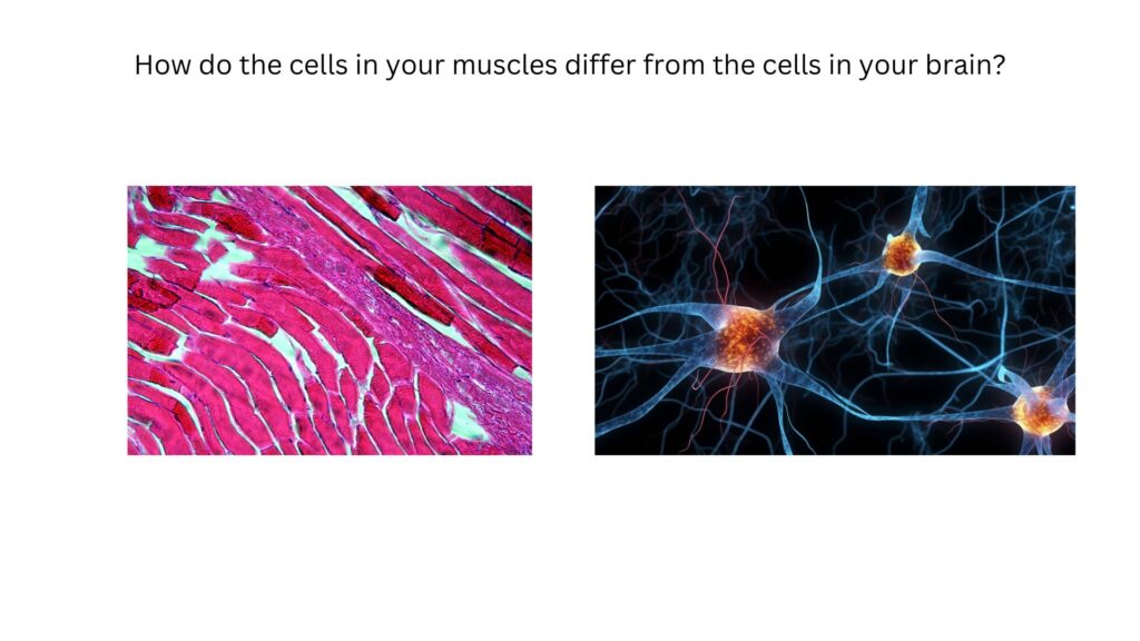 How do the cells in your muscles differ from the cells in your brain?