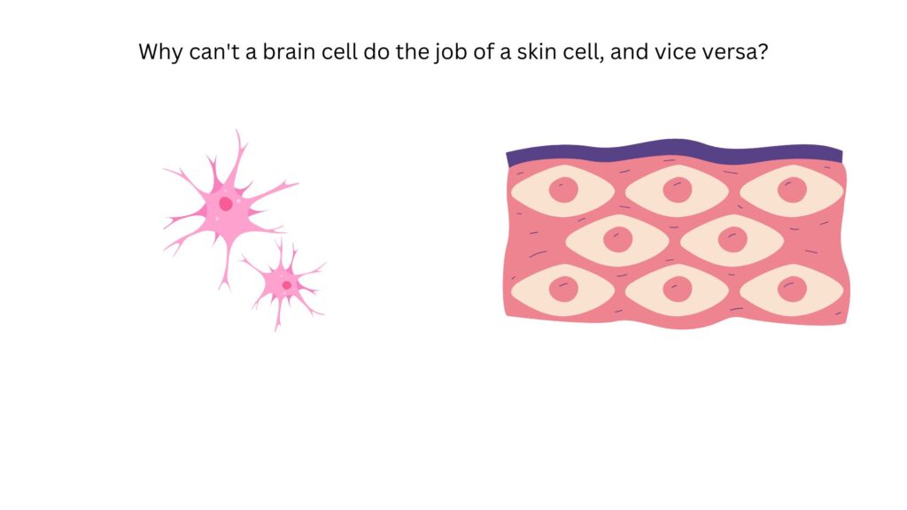 Why can't a brain cell do the job of askin cell, and vice versa?