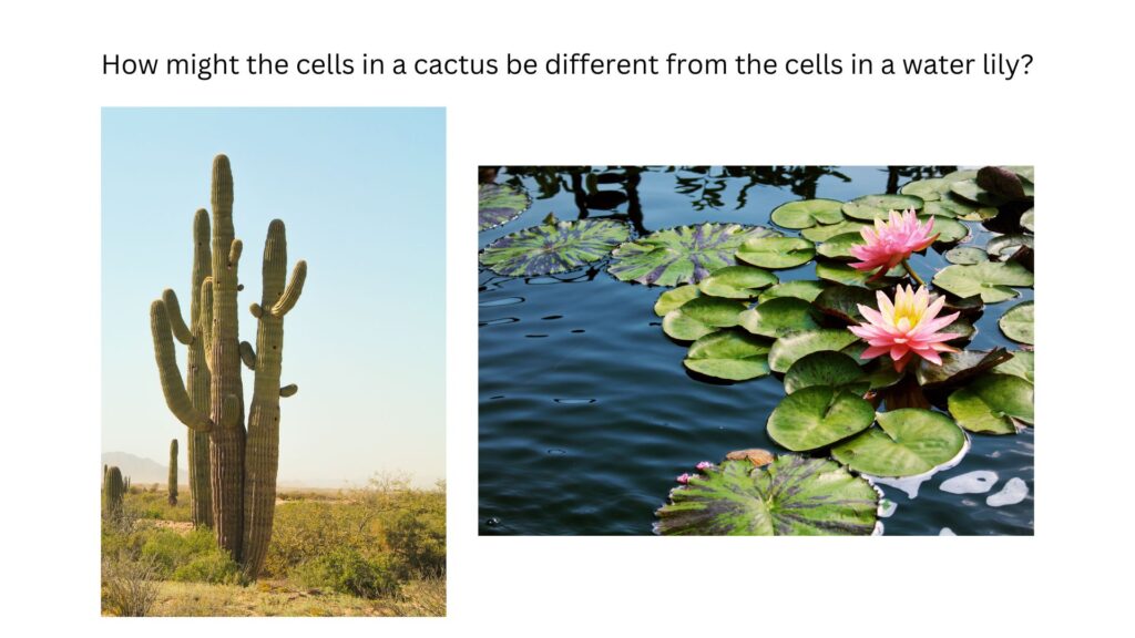 How might the cells in a cactus be different from the cells in a water lily?