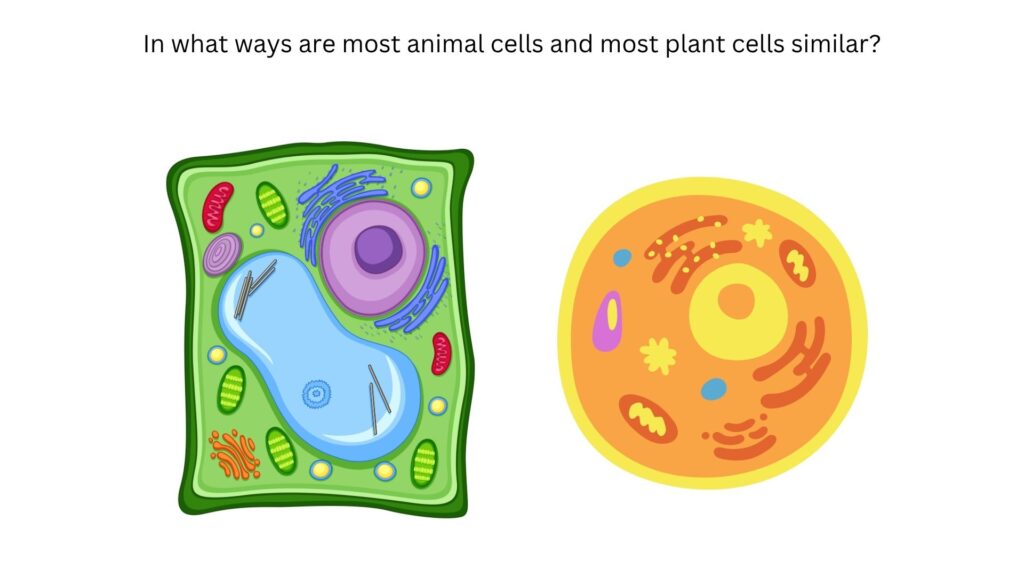 In what ways are most animal cells and most plant cells similar?