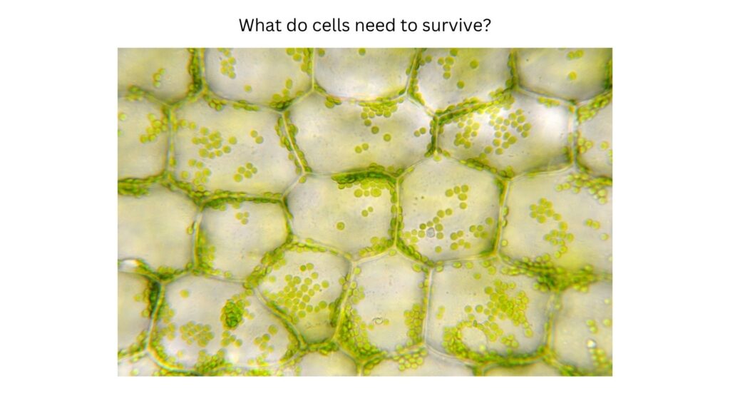 Plant cells