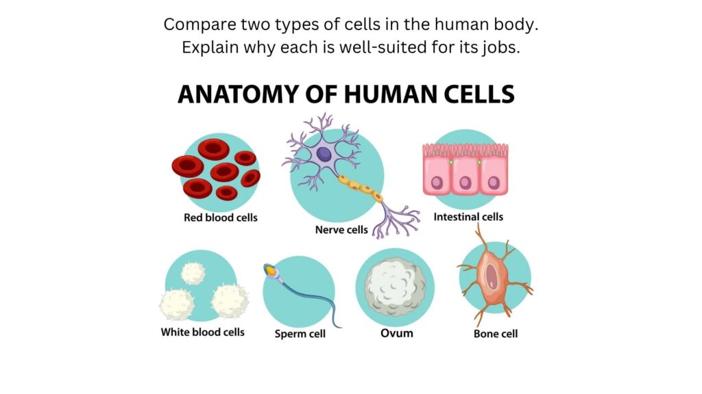Compare two types of cells in the human body. Explain why each is well-suited for its jobs. ANATOMY - HUMAN CELLS