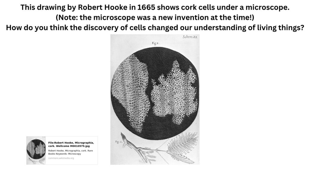 This drawing by Robert Hooke in 1665 shows cork cells under a microscope. (Note: the microscope was a new invention at the time!) How do you think the discovery of cells changed our understanding of living things?