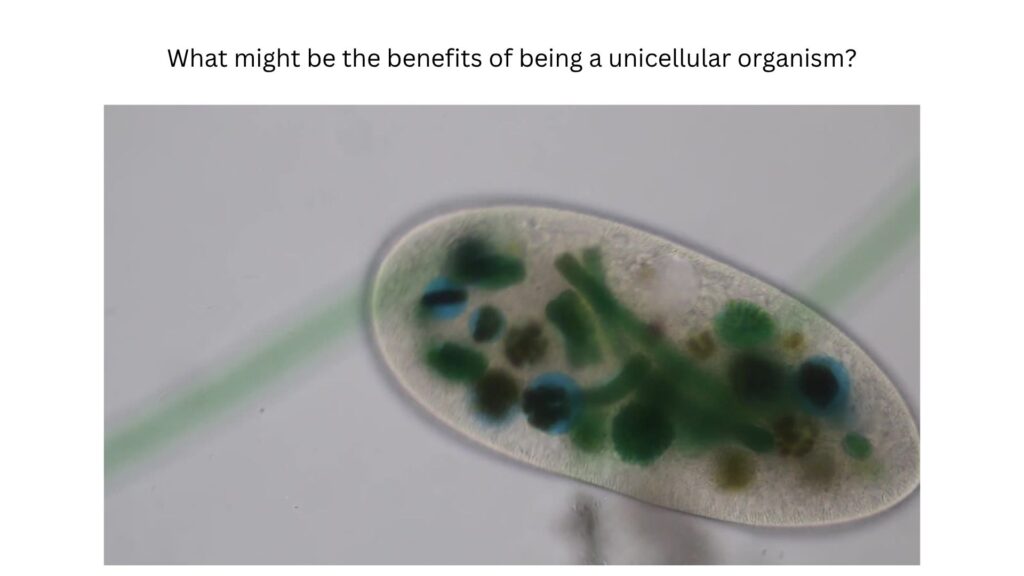What might be the benefits of being a unicellular organism?