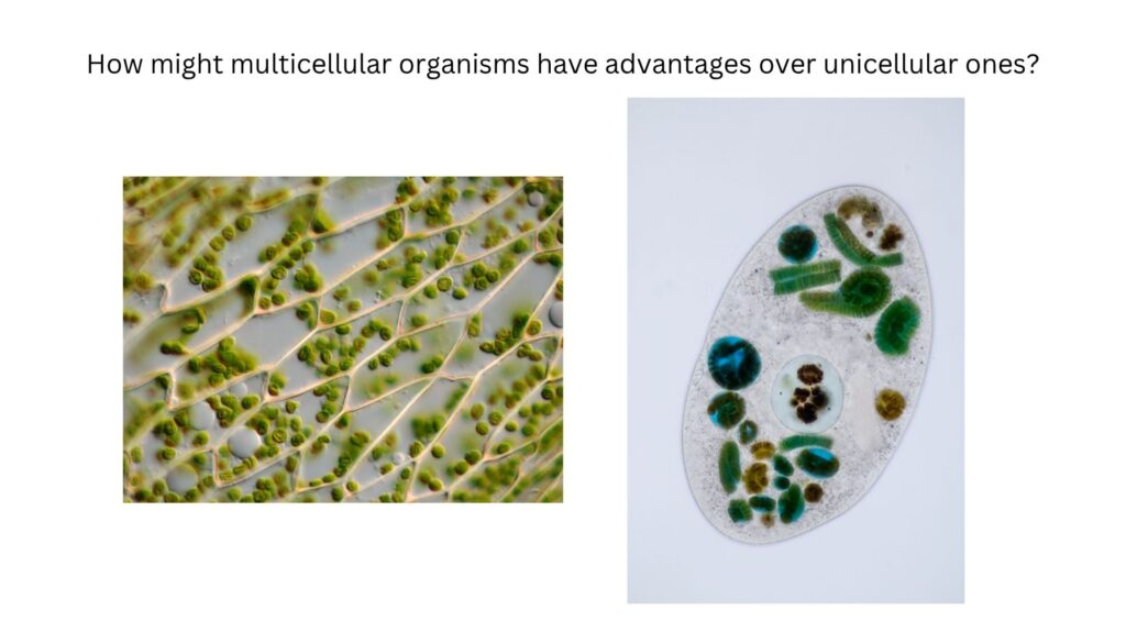 How might multicellular organisms have advantages over unicellular ones?