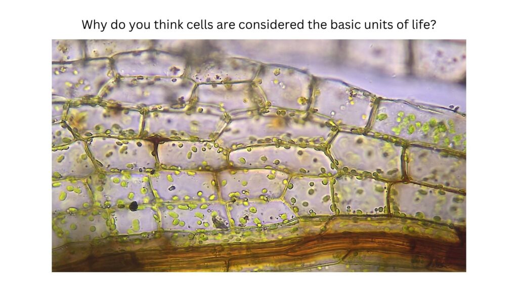 Why do you think cells are considered the basic units of life?