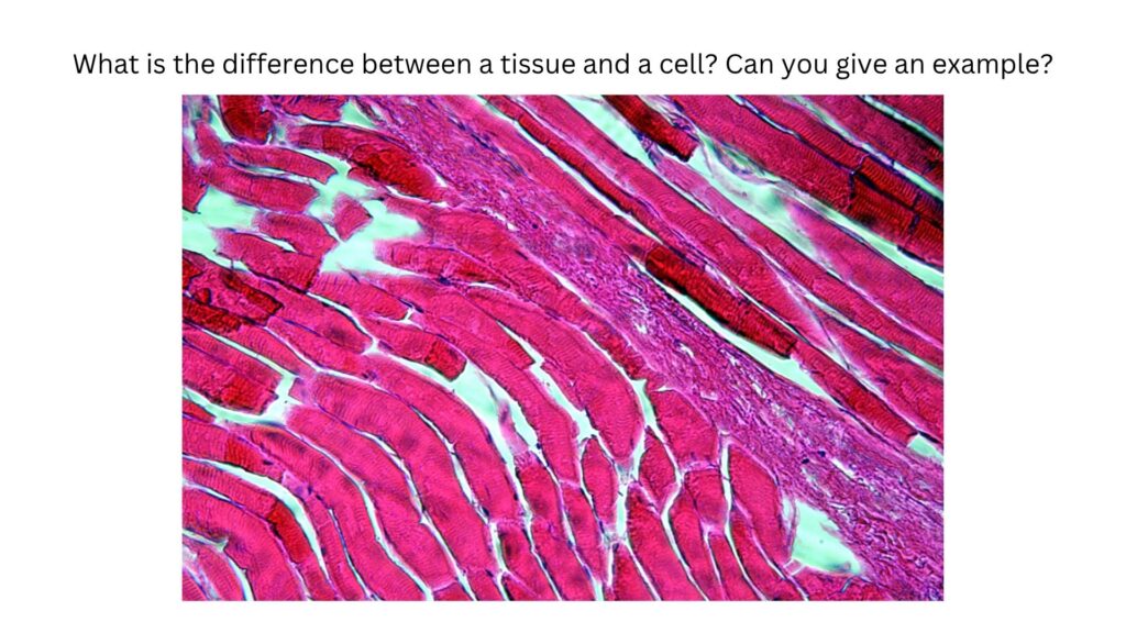 What is the difference between a tissue and a cell? Can you give an example?