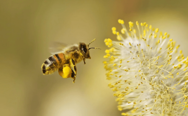 Bee