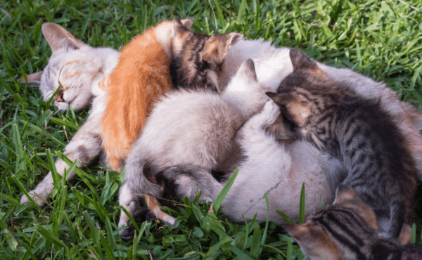 Cat Genetics