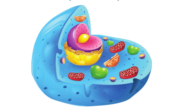Cell Model