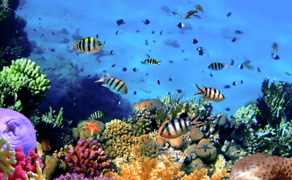 Ecosystems Coral Reef