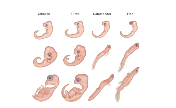 Embryos