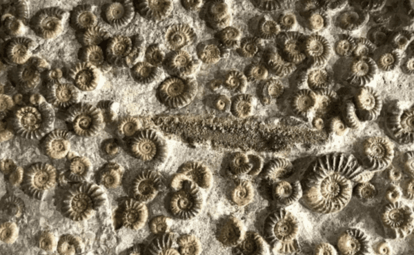 Fossils