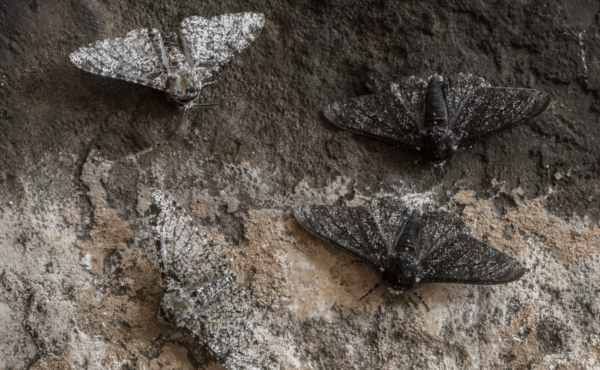 Peppered Moth