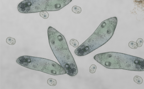 Single Cell Organisms