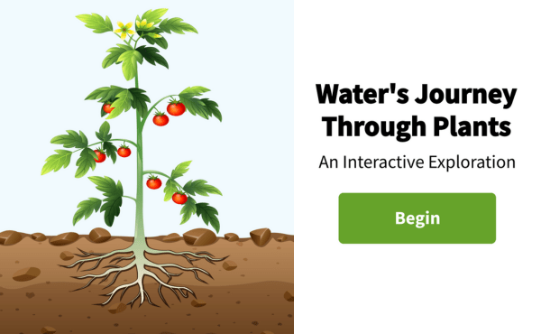 Water's Journey Through Plants