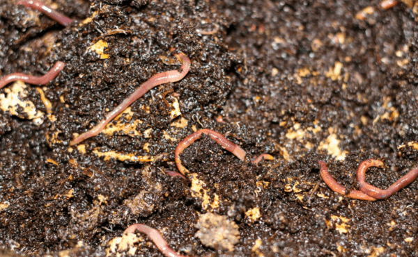 Worms