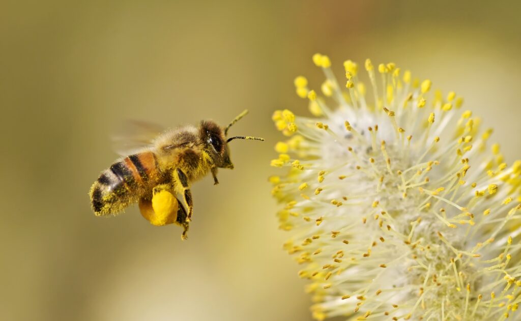 Bee and Pollen