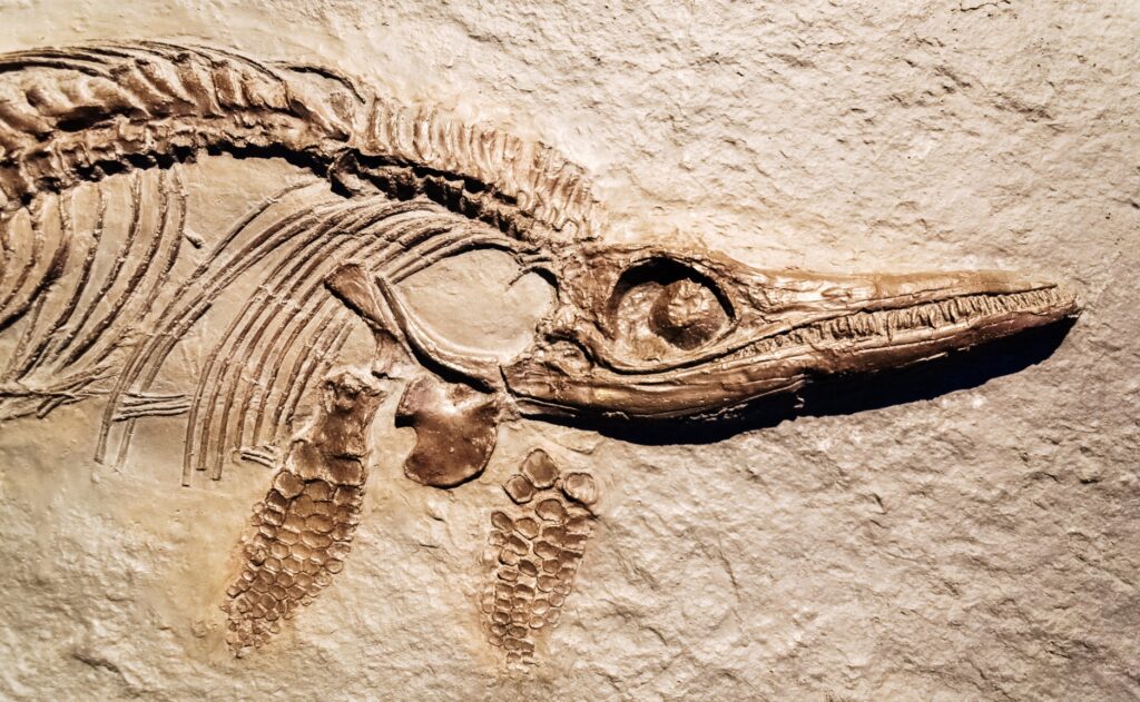 Fossil