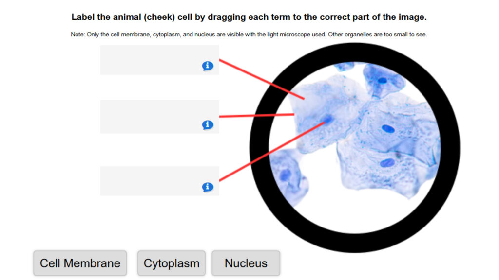 Animal Cell Under a Microscope