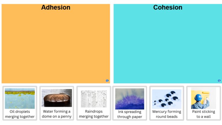 Adhesion vs Cohesion Example Sort