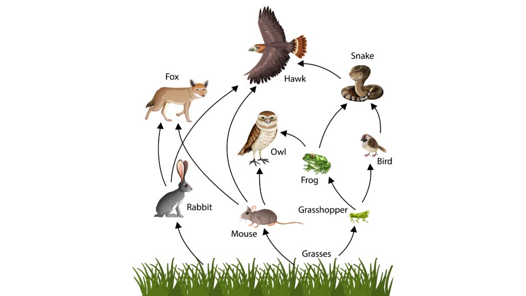 Food Web