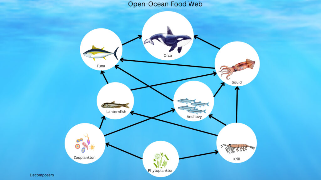 Open-Ocean Food Web