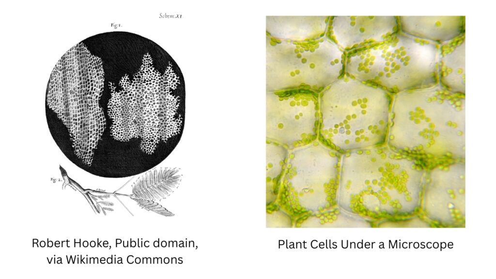 Cell Theory 5 Questions