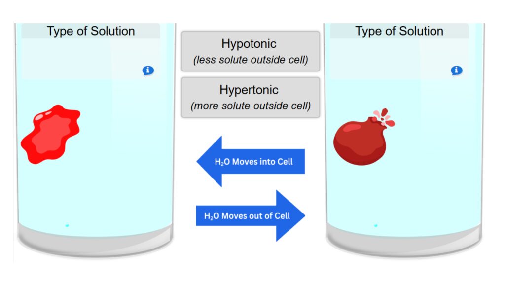 Osmosis Drag and Drop